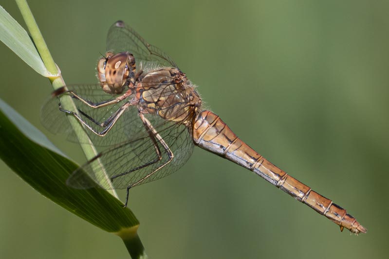 Sympetrum vulgatum female-2.jpg