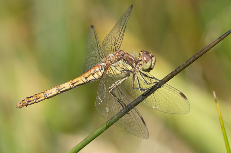 Sympetrum vulgatum female-3.jpg