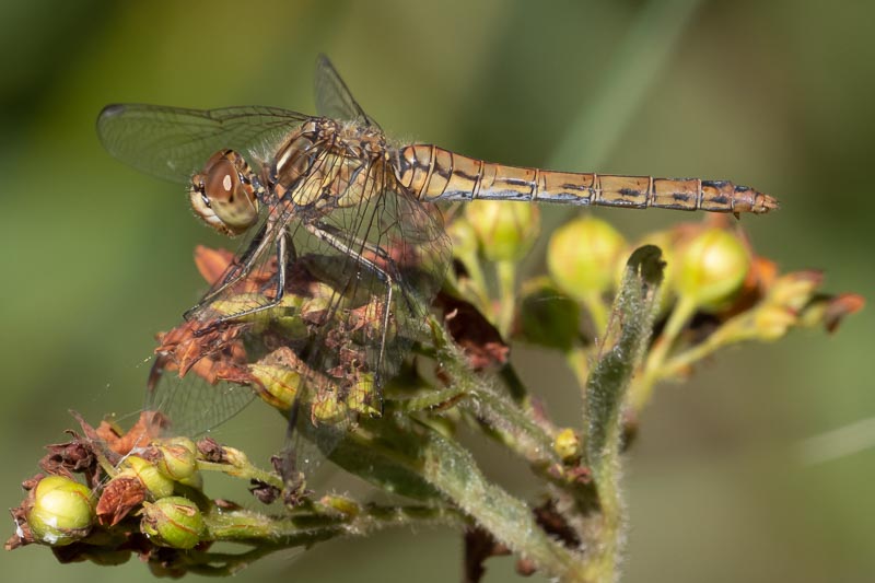 Sympetrum vulgatum female-4.jpg