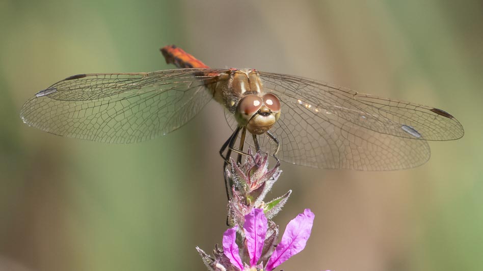 Sympetrum vulgatum female-5.jpg