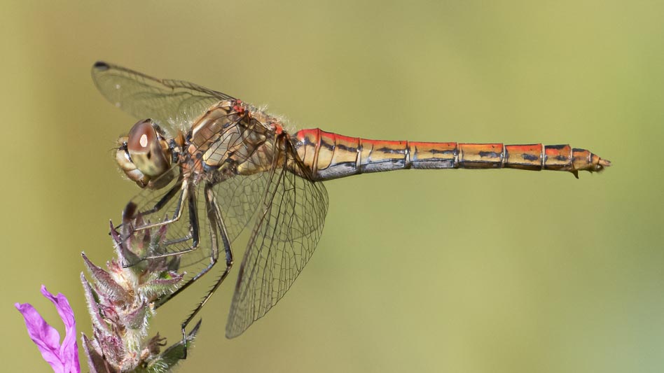 Sympetrum vulgatum female-6.jpg