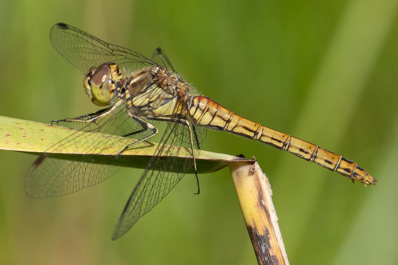 Sympetrum vulgatum female-7.jpg