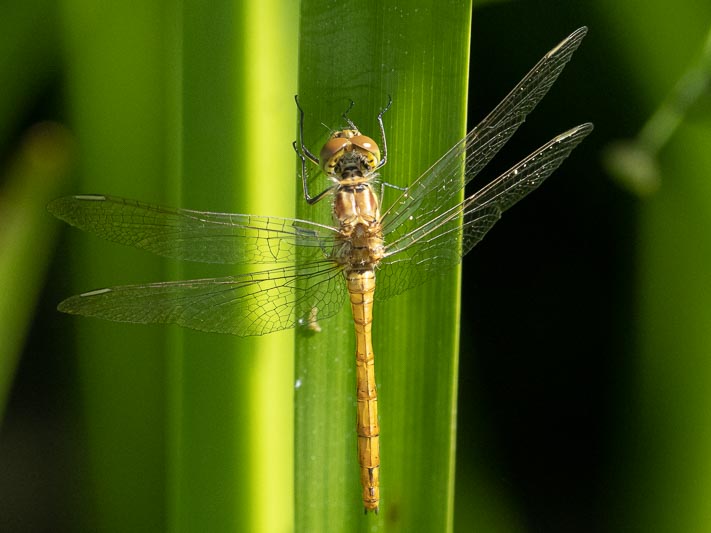 Sympetrum vulgatum female-8.jpg