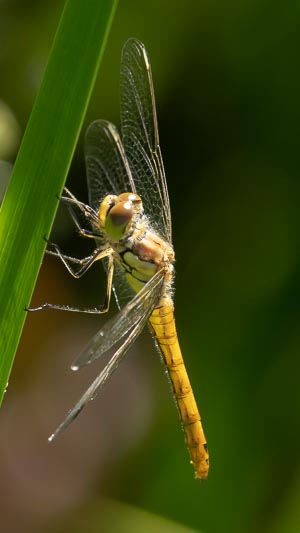 Sympetrum vulgatum female-9.jpg