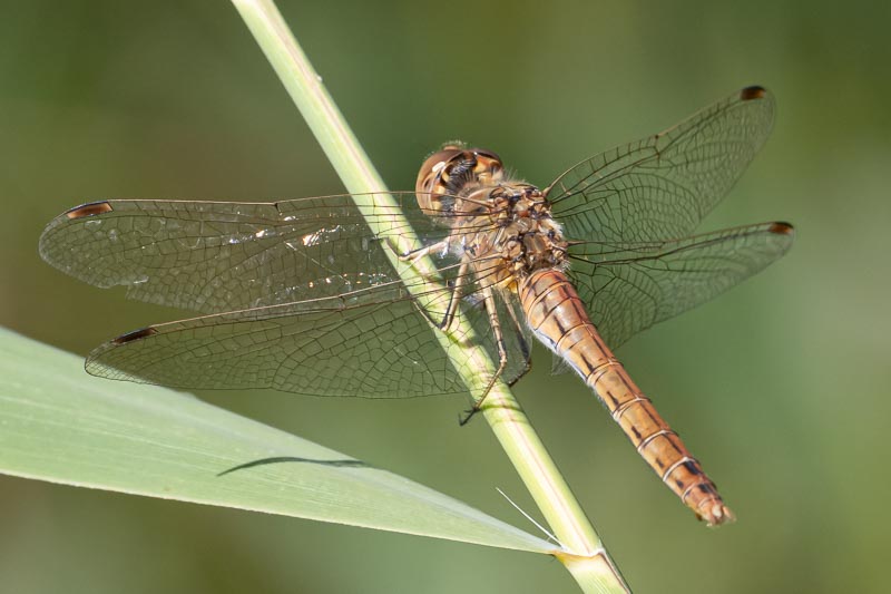 Sympetrum vulgatum female.jpg