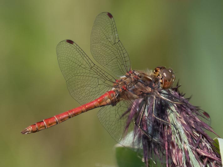 Sympetrum vulgatum male-2.jpg