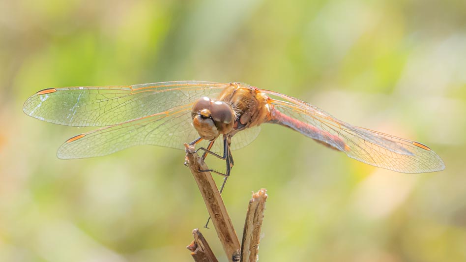 Sympetrum vulgatum male-3.jpg