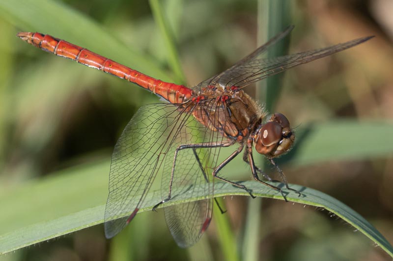 Sympetrum vulgatum male-4.jpg