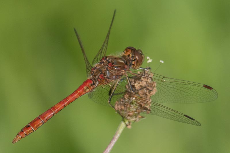 Sympetrum vulgatum male-5.jpg