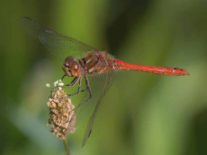 Sympetrum vulgatum male-6.jpg