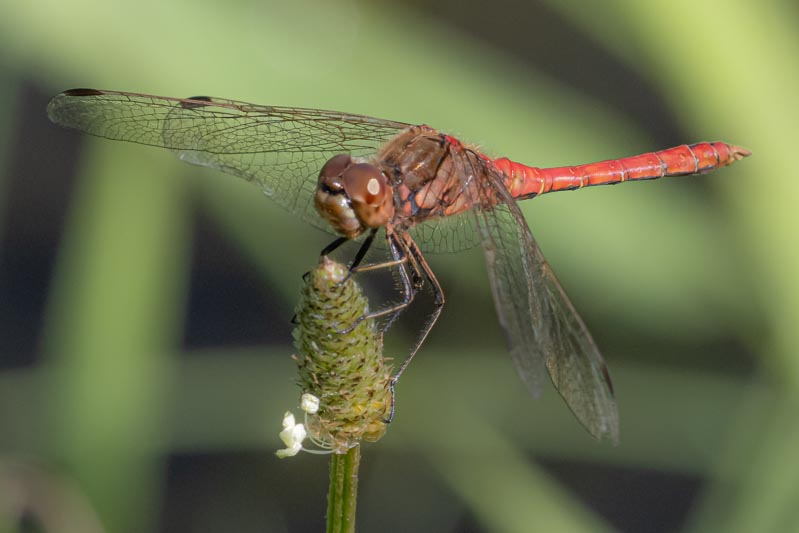 Sympetrum vulgatum male-7.jpg