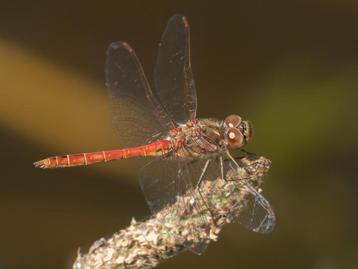 Sympetrum vulgatum male-8.jpg