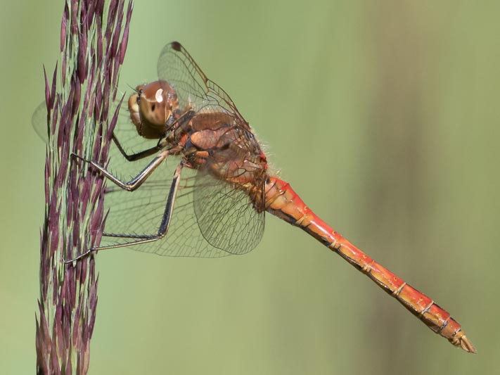 Sympetrum vulgatum male.jpg