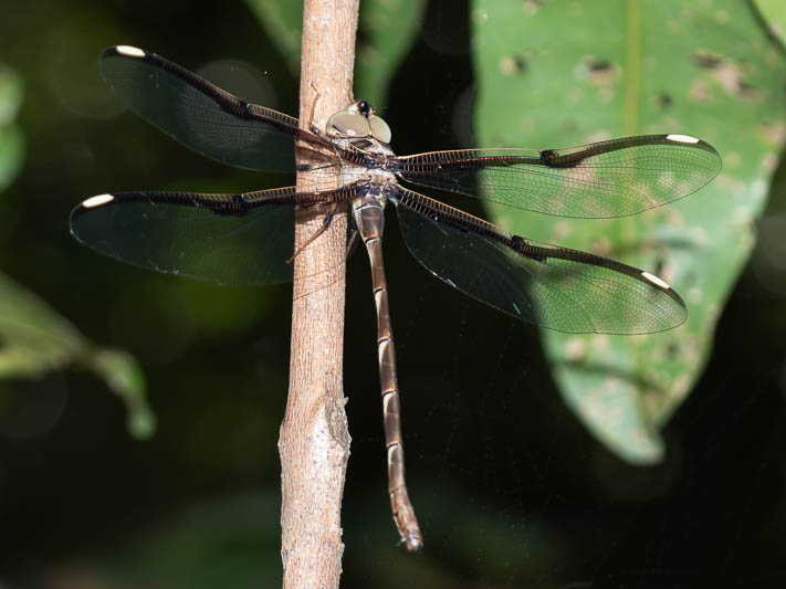 Telephlebia tillyardi female (1 of 3).jpg