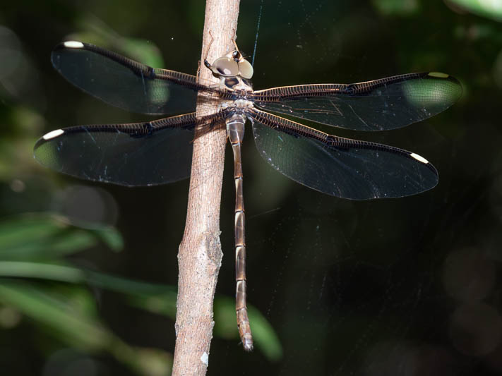 Telephlebia tillyardi female (2 of 3).jpg