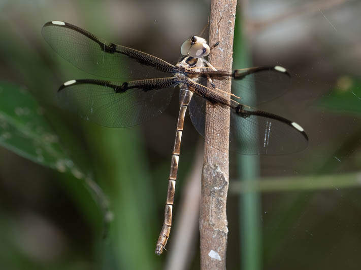 Telephlebia tillyardi female (3 of 3).jpg