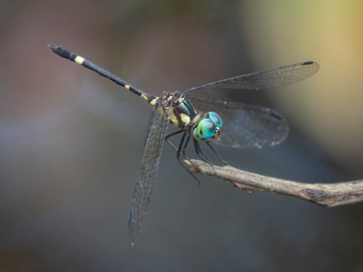 Terathemis irregularis cladophila male (1 of 3).jpg