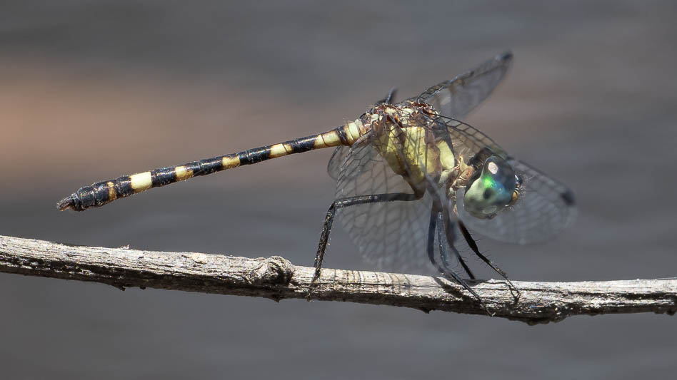 Terathemis irregularis cladophila male (2 of 3).jpg