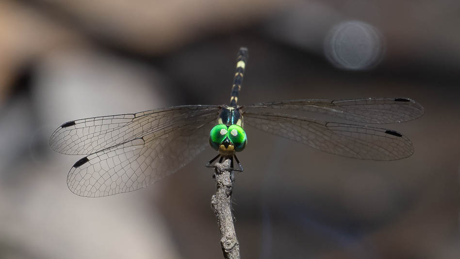 Terathemis irregularis cladophila male (3 of 3).jpg