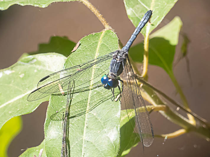 Tetrathemis polleni, Zambia-.jpg