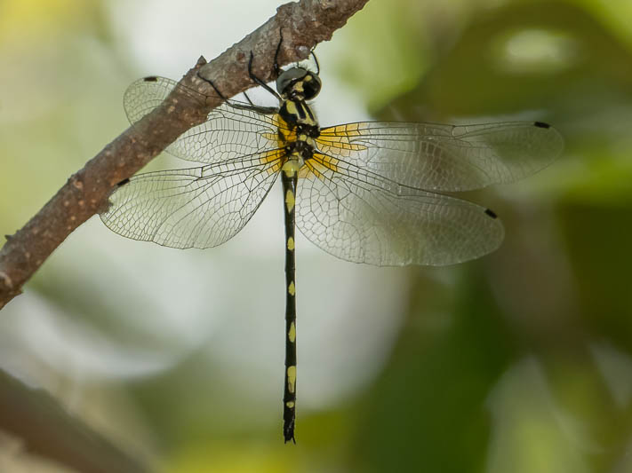 Tonyosynthemis claviculata female (5 of 7).jpg