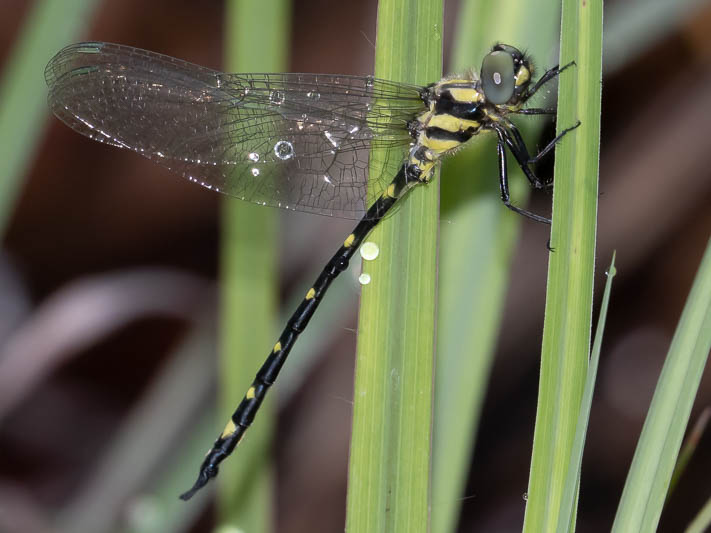 Tonyosynthemis claviculata male (1 of 7).jpg