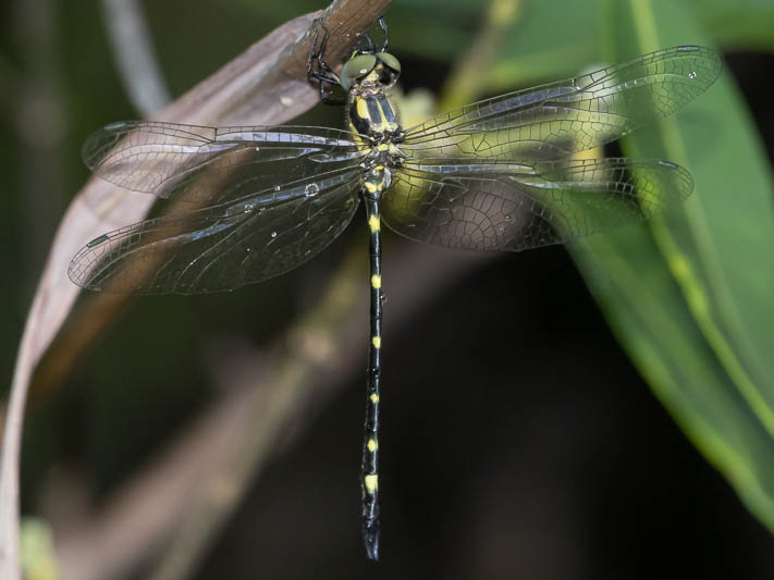 Tonyosynthemis claviculata male (2 of 7).jpg