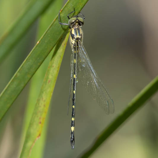 Tonyosynthemis claviculata male (3 of 7).jpg