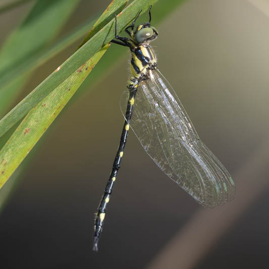 Tonyosynthemis claviculata male (4 of 7).jpg