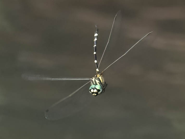 Tonyosynthemis claviculata male (6 of 7).jpg