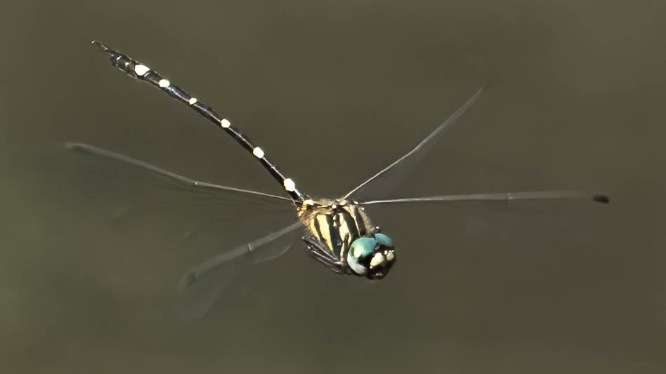 Tonyosynthemis claviculata male (7 of 7).jpg