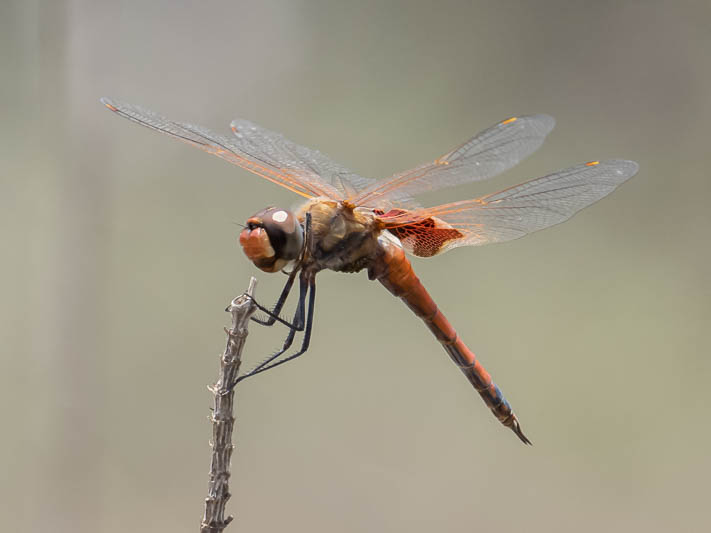 Tramea loewii male-1.jpg