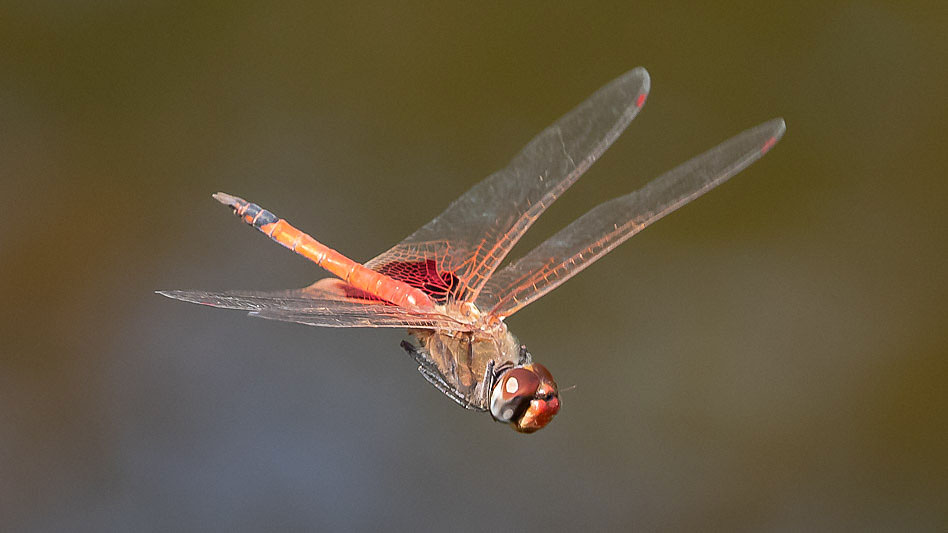 Tramea loewii male-1729.jpg