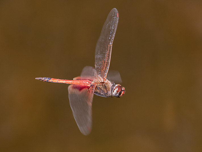 Tramea loewii male-1735.jpg