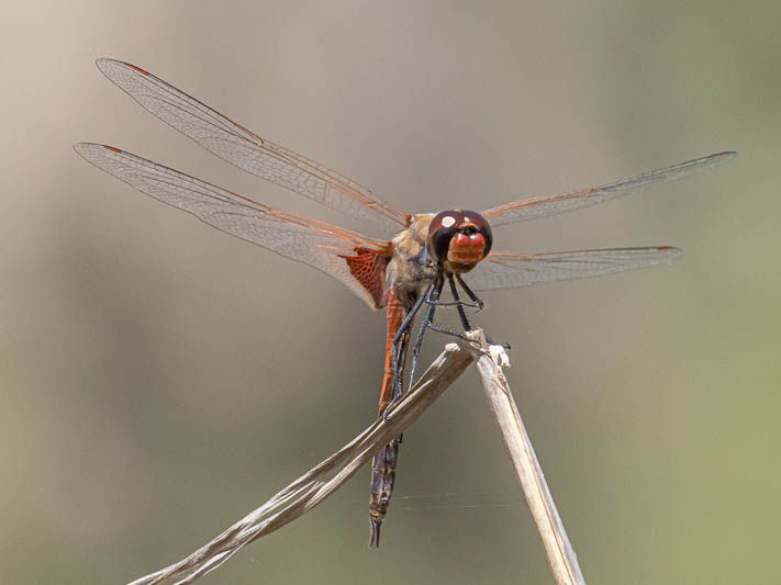 Tramea loewii male-2.jpg