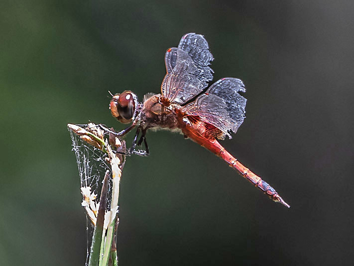 Tramea loewii male-2975.jpg