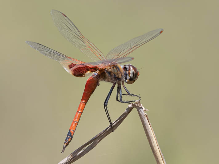 Tramea loewii male-3.jpg