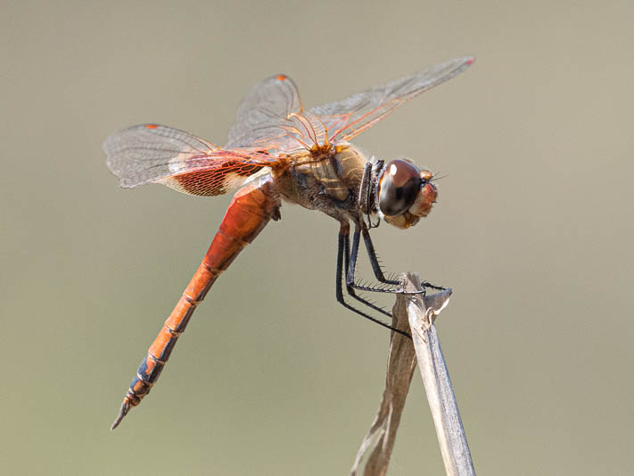 Tramea loewii male-4.jpg