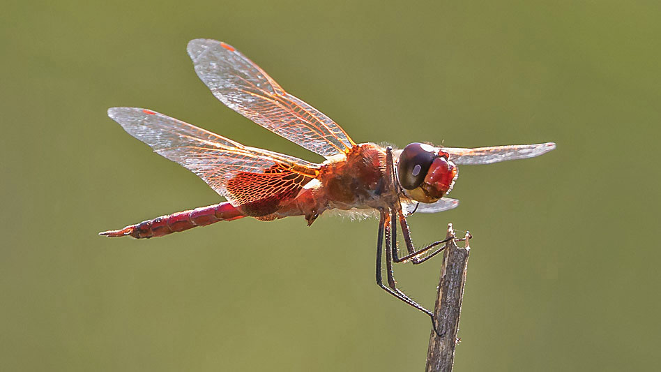 Tramea stenoloba male-3530.jpg