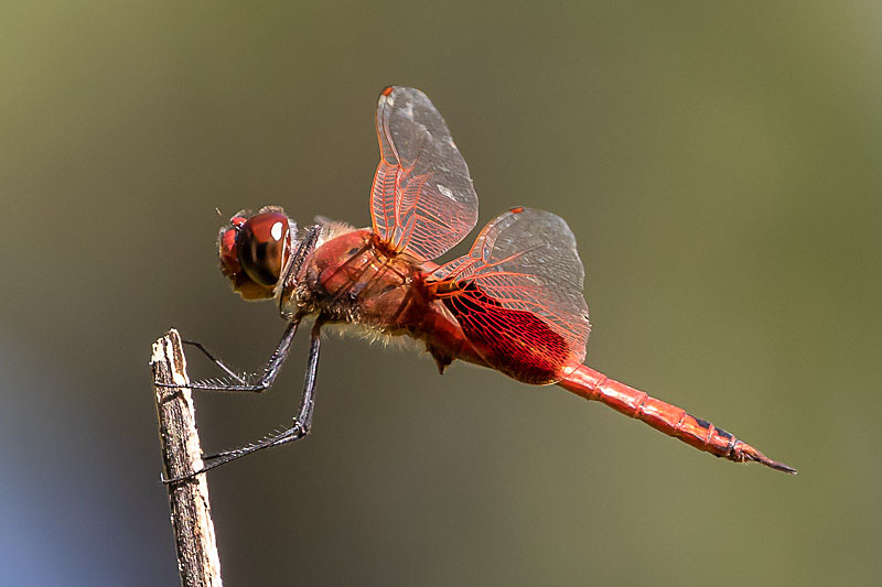 Tramea stenoloba male-3533.jpg