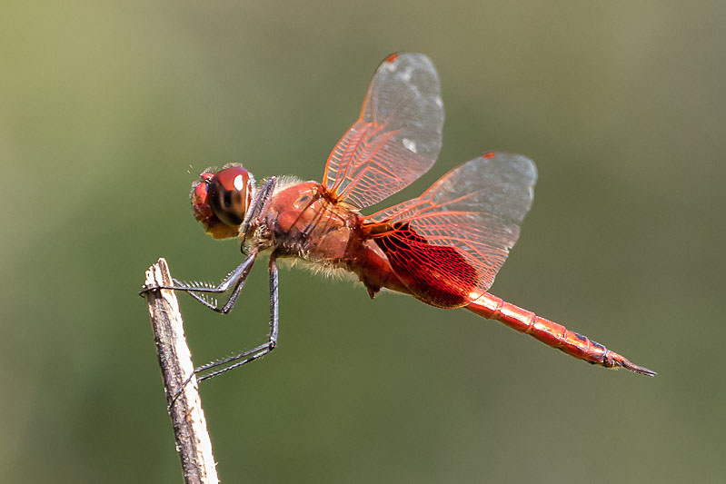 Tramea stenoloba male-3536.jpg