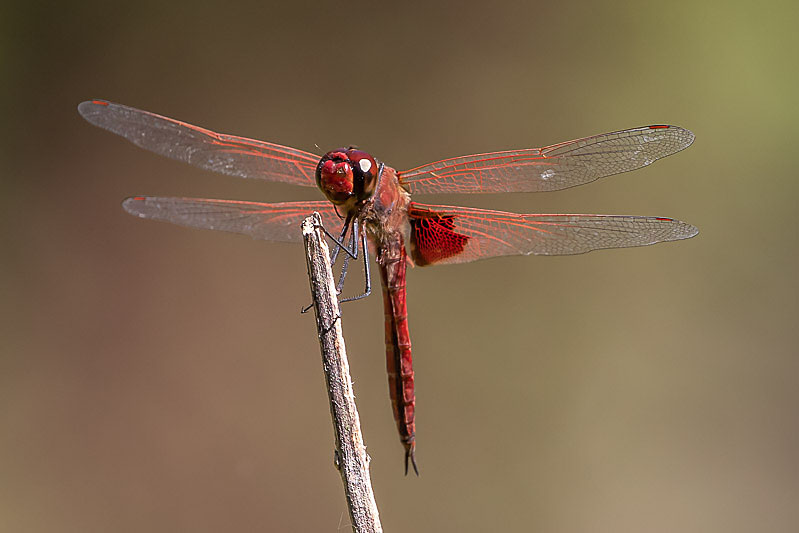 Tramea stenoloba male-3539.jpg