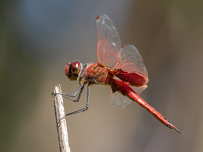 Tramea stenoloba male-3544.jpg