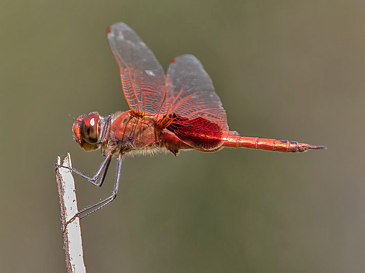 Tramea stenoloba male-3546.jpg