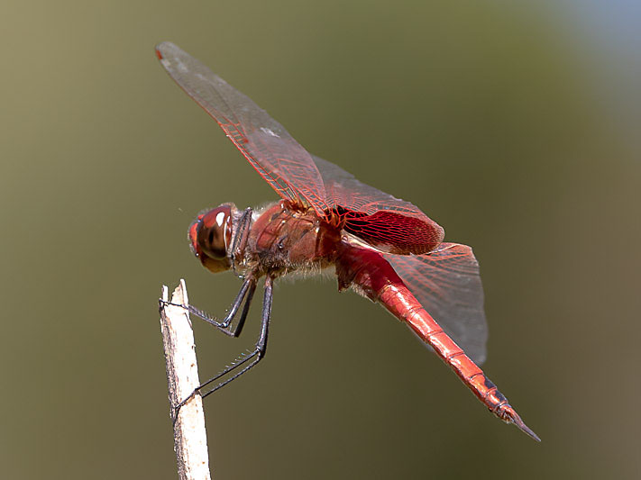 Tramea stenoloba male-3548.jpg