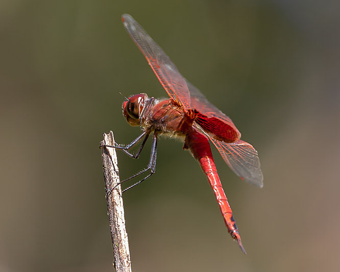 Tramea stenoloba male-3554.jpg