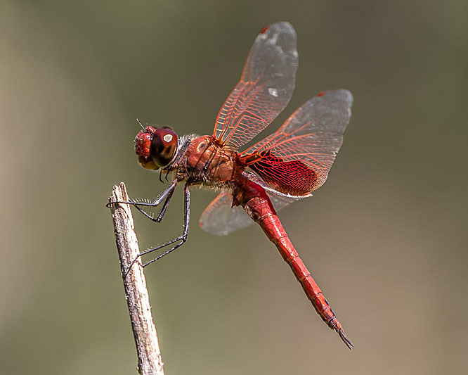 Tramea stenoloba male-3556.jpg