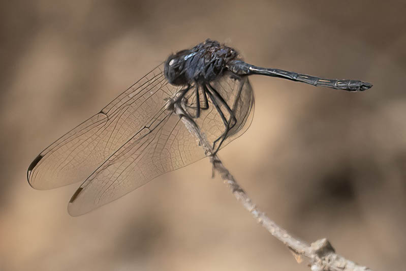 Trithemis aconita 3.jpg