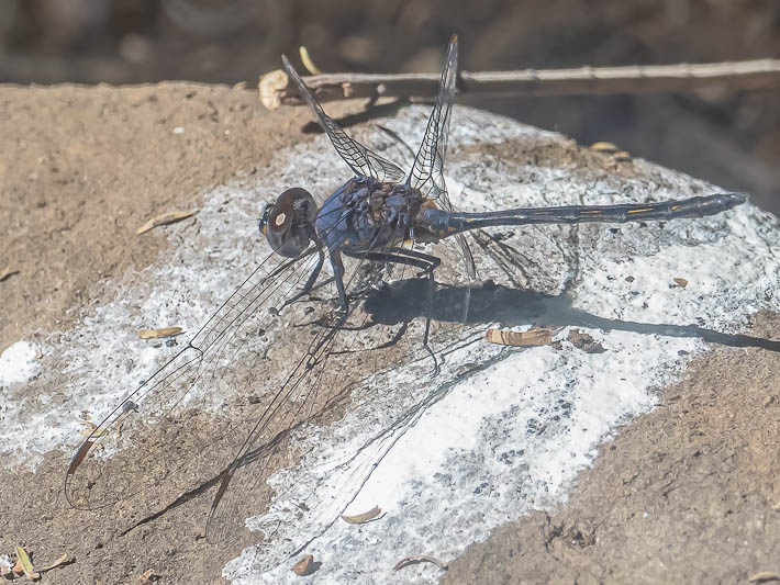 Trithemis aconita.jpg