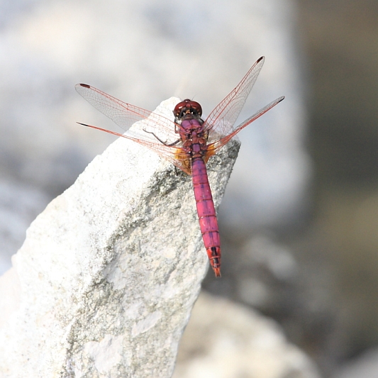 IMG_1884_Trithemis_annulata.JPG